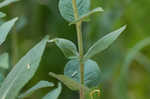 Sticky rosinweed